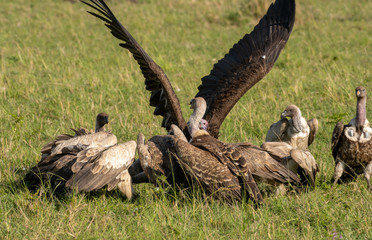 Griffon vultures scavenging on baby deer in Masai Mara