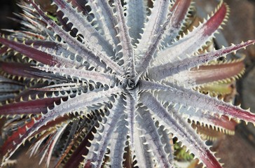 Red Agave top view
