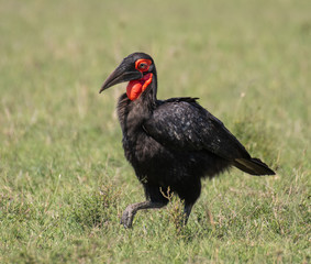 Southern Ground Hornbill in Masai Mara