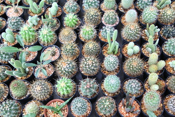 Fototapeta premium Small decorative cactus in pot