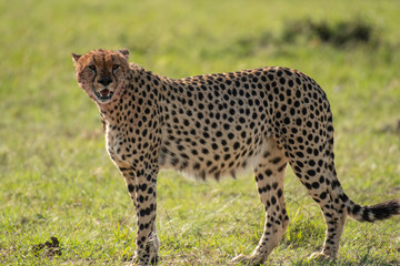 Cheetah brothers killing and eating an antelope