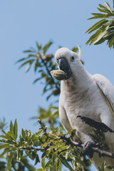sulphur crested cockatoo on top of tree branches eating fruits