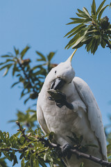 sulphur crested cockatoo on top of tree branches eating fruits