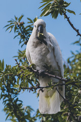 sulphur crested cockatoo on top of tree branches eating fruits
