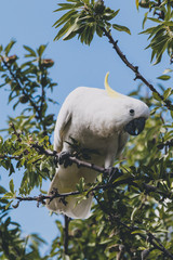 sulphur crested cockatoo on top of tree branches eating fruits