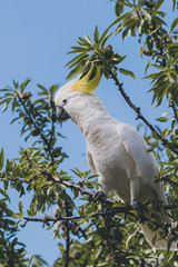 sulphur crested cockatoo on top of tree branches eating fruits