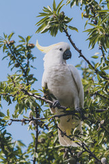 sulphur crested cockatoo on top of tree branches eating fruits
