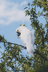 sulphur crested cockatoo on top of tree branches eating fruits