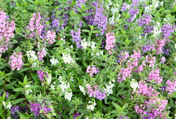 Obraz premium Colorful Angelonia goyazensis flower