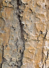 Old, rough textured, knotted, weathered, rotten, cracked, plank - knot detail.