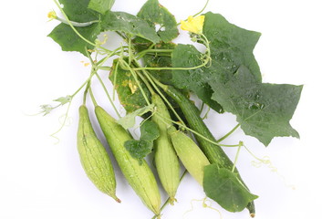 zucchini, its flower and leaves on white background