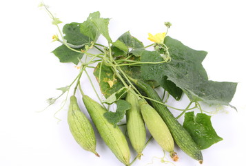 zucchini, its flower and leaves on white background
