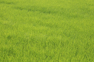 Obraz na płótnie Canvas field of green grass