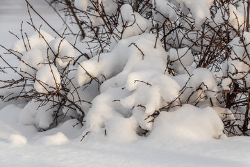 Naklejka premium Branches of honeysuckle bushes with snow are in a park in winter