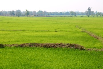 Fototapeta premium field of green wheat