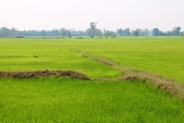 Fototapeta premium green field in spring