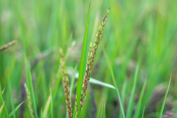 Close up Riceberry plant in North Thailand.