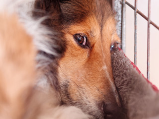 Close up portrait of Shetland sheepdog lying in cage and looking at camera, cute adult domestic...