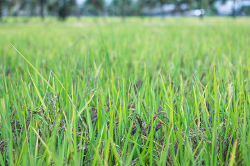 Riceberry field. Green fresh riceberry field with green leaf in the morning time.