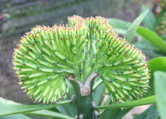 Close up orange Cactus flower.