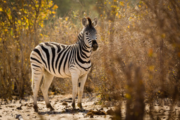 Zebra