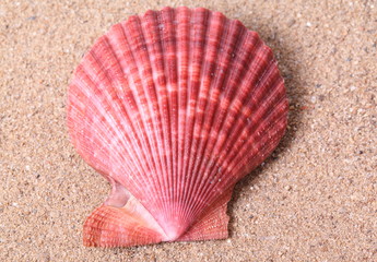 Seashells on sand background