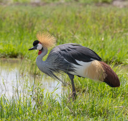 Grey Crowned Crane in Masai Mara