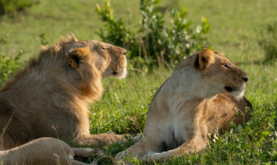 Young Lion couple in Masai Mara, Kenya 
