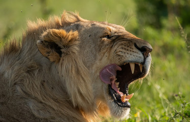 Male Lion portrait in Masai Mara Kenya