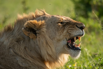Male Lion portrait in Masai Mara Kenya