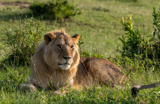 Male Lion portrait in Masai Mara Kenya
