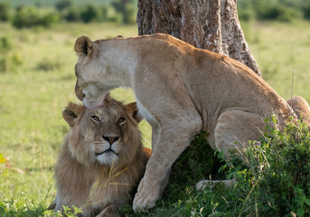 Young Lion couple in Masai Mara, Kenya 