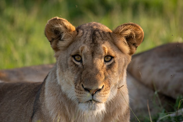 Obraz na płótnie Canvas African Lioness portrait in Masai Mara, Kenya