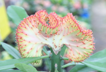 Cactus flower