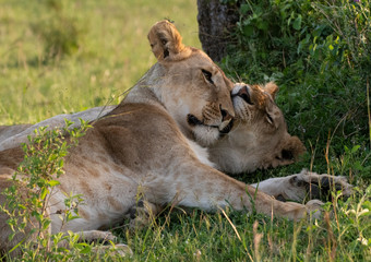 Fototapeta premium Young Lion couple in Masai Mara, Kenya 