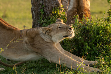 African Lioness portrait in Masai Mara, Kenya