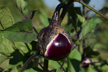 Ripe round eggplant in the garden
