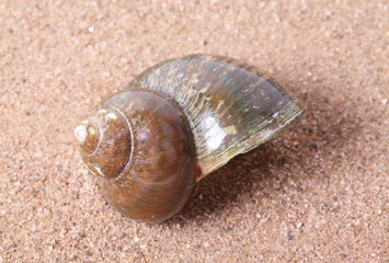 Seashell on sand background