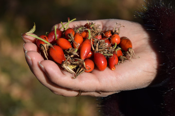 Red rose hips in the hand