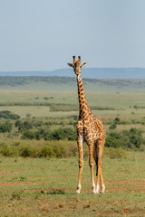 Profile of Giraffe in Masai Mara, kenya