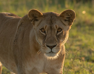 African Lioness portrait in Masai Mara, Kenya
