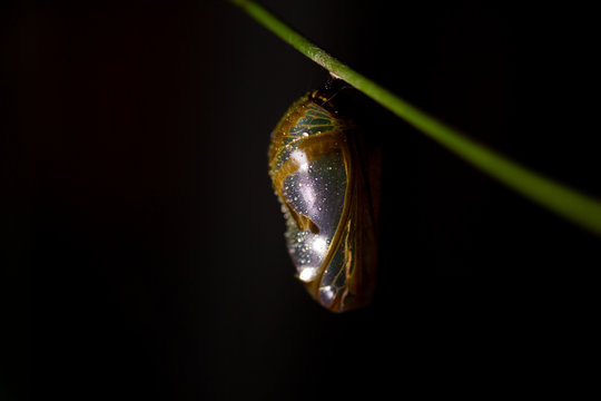 Macro close-up of chrysalis cocoon of common crow butterfly on vine at night