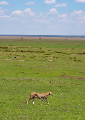 Cheetah walking on grass land in Masai Mara