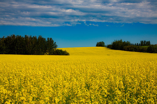 Canola Fields 2018