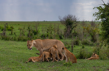 Naklejka premium Lion cubs drinking milk from the lioness