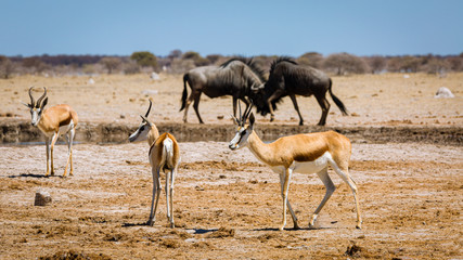 Gnu