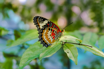 Beautiful butterfly Stick on the top of the tree in the garden.
