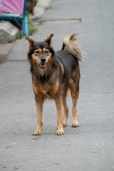 Dog walking on the road