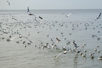 Seagulls family over the​ sea escaped the cold to in Bangpu​ Recreation​ Center, Samutprakan, Thailand.