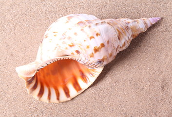 Seashell on sand background